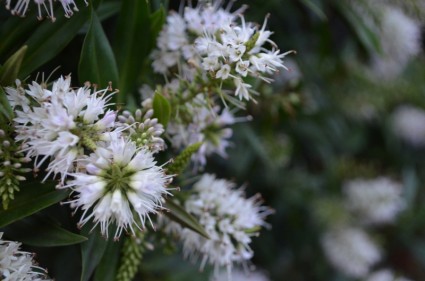 低木の白い花