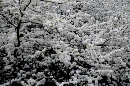 weiße Blumen auf dem Baum