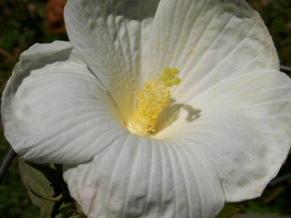 hibisco blanco