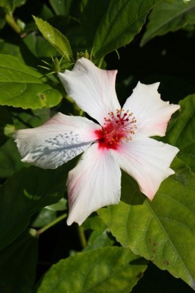 hibiscus blanc avec des étamines rouges