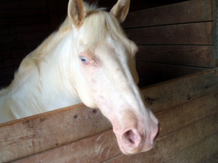 weißes Pferd Gesicht
