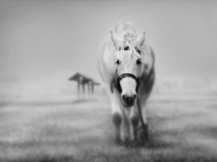 caballo blanco papel pintado otros animales