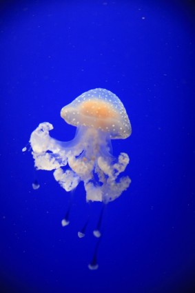biały meduzy