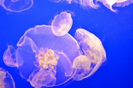 белый медузы