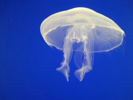 imagen de hd de medusas blanco