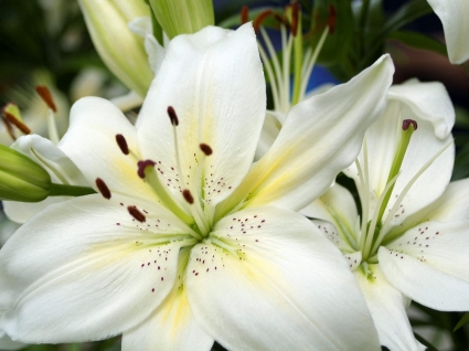 białe lilie tapety kwiaty natura