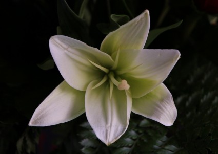 flor de lírio branco perfumado