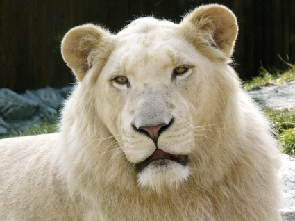 الأسد الأبيض خلفية الحيوانات القطط الكبيرة