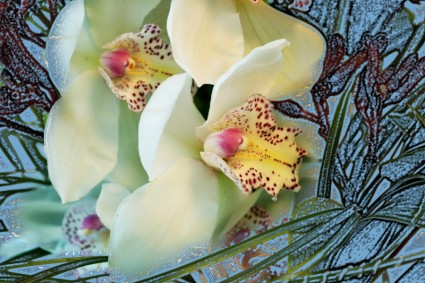 orchidea bianca