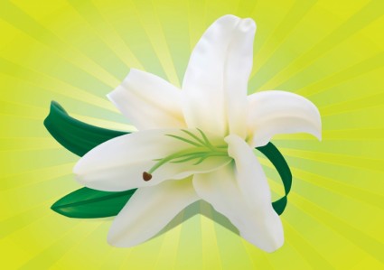 orchid putih
