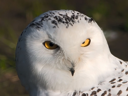 White Owl Tapete Vögel Tiere