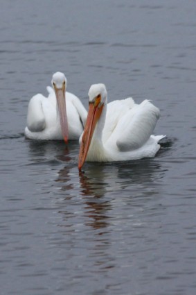 pelicanos brancos natação