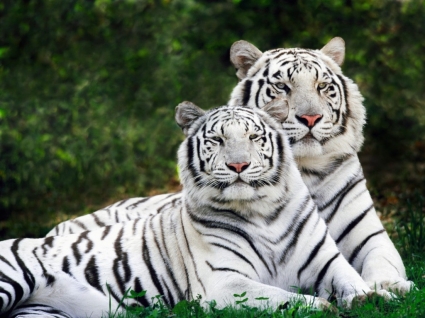 Fondo de pantalla de tigres de Bengala blancos fase animales Tigres