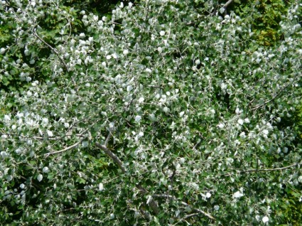 folhas de álamo poplar branco