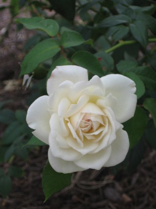 mawar putih