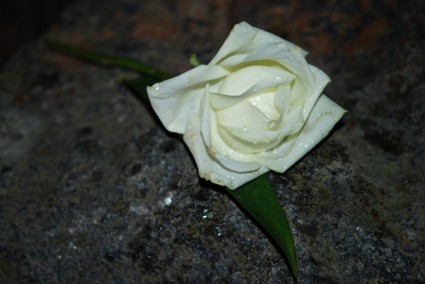 fleur rose blanche