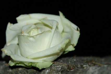 白玫瑰鮮花