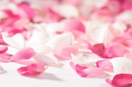 Foto de stock de pétalos de rosa rosa rosas blancos
