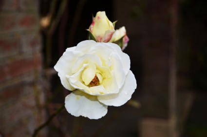 brotes y rosas blancas