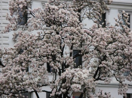 flores esplendor blanco blancas