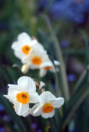 白い春の花