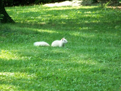 écureuil blanc