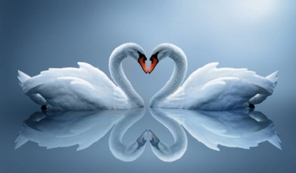White Swan Hd Picture