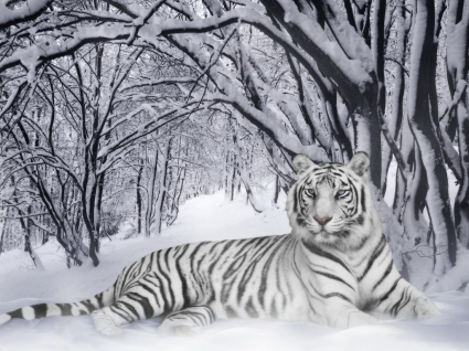 白虎トラ動物を壁紙します。