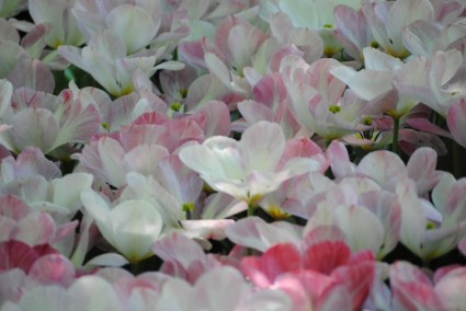 tulipas brancas