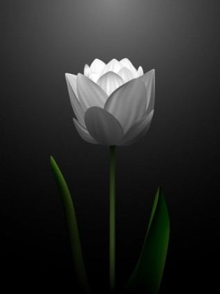 véc tơ trắng hoa tulip