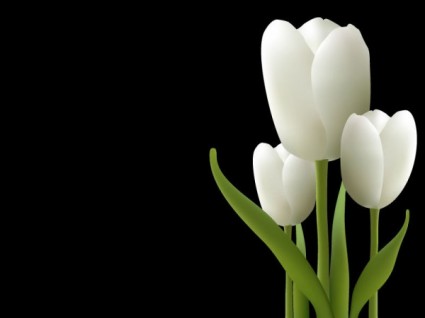 белые тюльпаны вектор