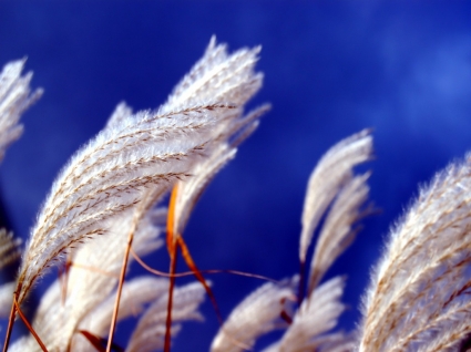 القمح الأبيض خلفية النباتات الطبيعة