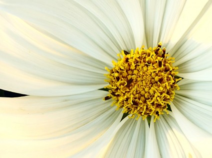 blanc fleur jaune