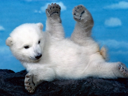 Oups ours polaire fond d'écran ours animaux