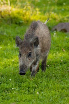 野豬在草地上