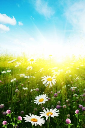 Các hoa cúc hoang dã dưới ánh mặt trời một hình ảnh highdefinition