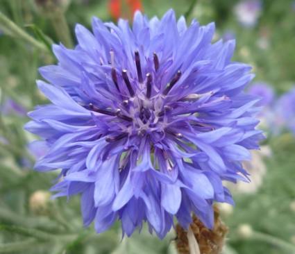 Centaurea flor silvestre azul