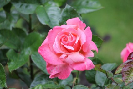 Wild rose Taman