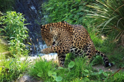 vahşi jaguar