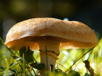 funghi selvatici retroilluminazione