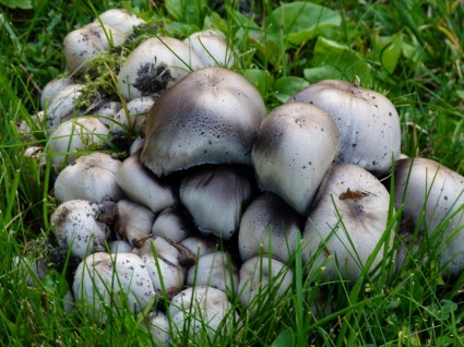 cogumelos selvagens venenosos