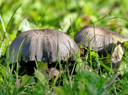 liar jamur beracun