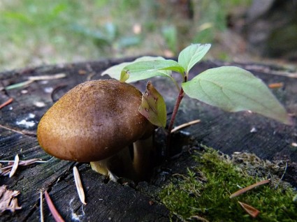wild mushroom Baum