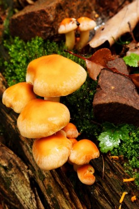jamur liar yang tumbuh
