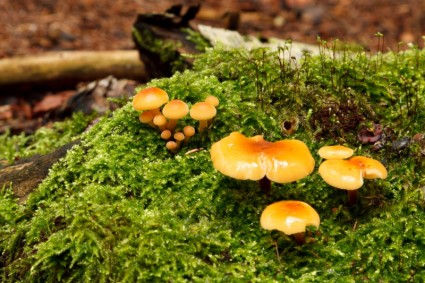 苔藓上的野生蘑菇