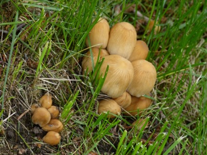 jamur liar pohon log