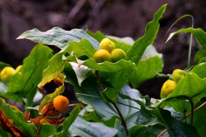 Wilde Pflanze Beeren gelb