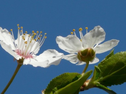 cerca de la flor del ciruelo salvaje