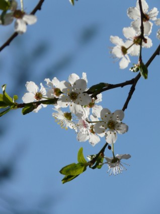 arbre de fleur de prunier