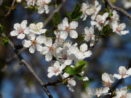 arbre de fleur de prunier